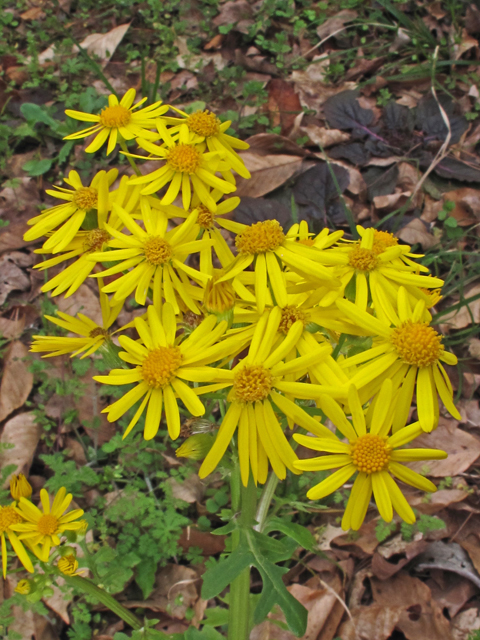 Packera glabella (Butterweed) #50439