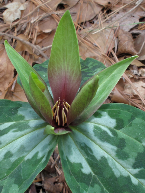 Trillium decipiens (Chattahoochee river wakerobin) #50450