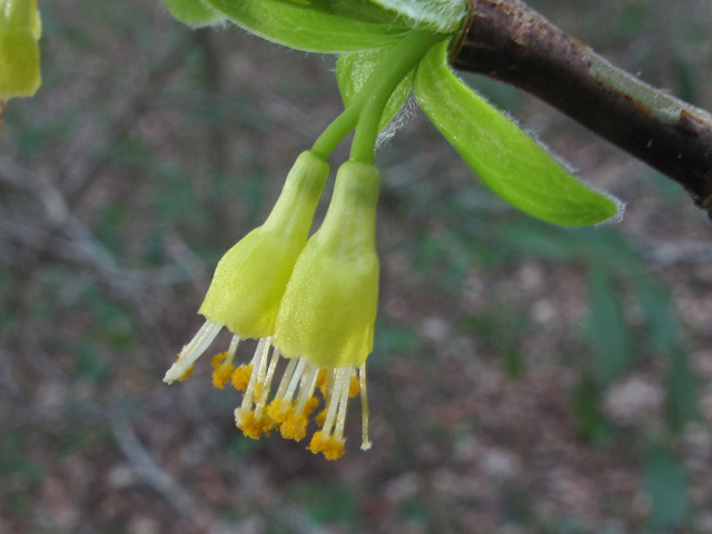 Dirca palustris (Eastern leatherwood) #50456