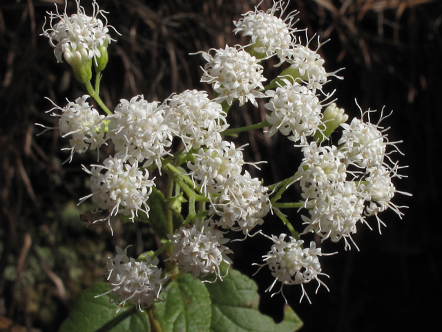 Ageratina aromatica (Lesser snakeroot) #50459