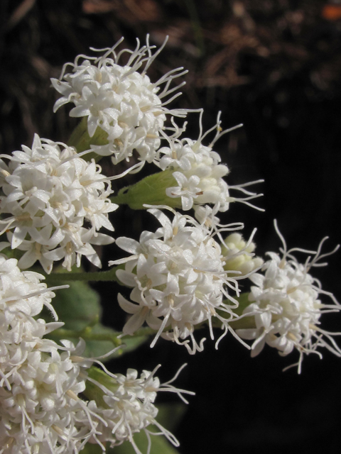 Ageratina aromatica (Lesser snakeroot) #50460