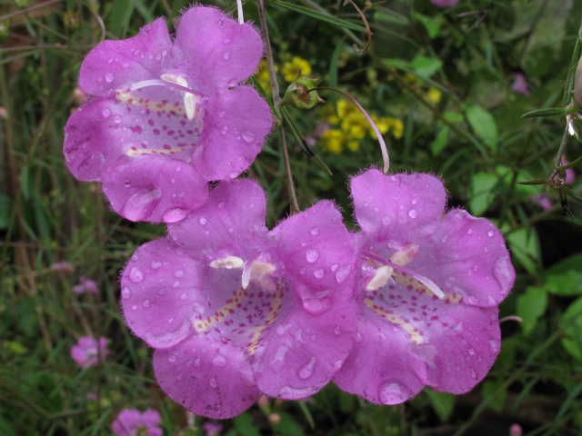 Agalinis purpurea (Purple false foxglove) #52388