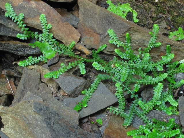 Selaginella apoda (Meadow spikemoss ) #52411