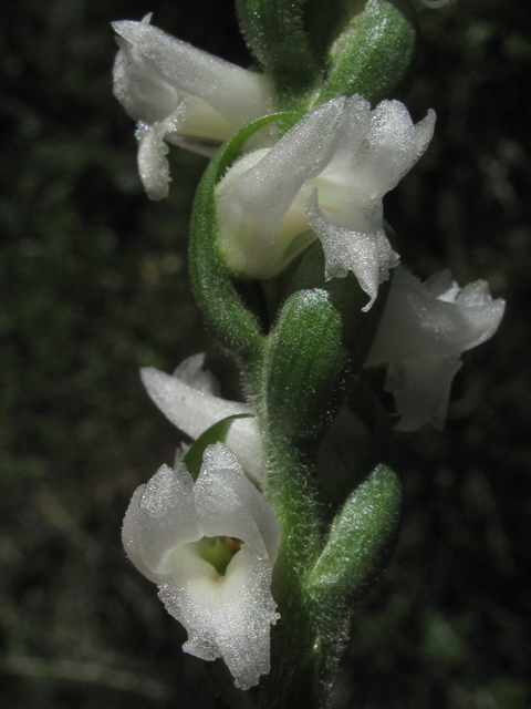 Spiranthes cernua (Nodding ladies'-tresses) #52421