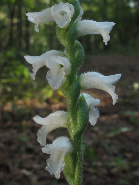 Spiranthes odorata (Marsh ladies'-tresses) #52431