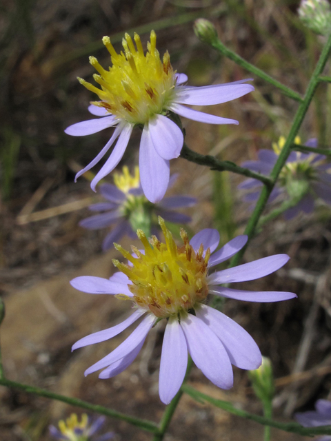 Symphyotrichum undulatum (Wavyleaf aster) #58146