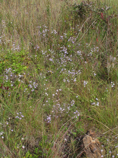 Symphyotrichum undulatum (Wavyleaf aster) #58160