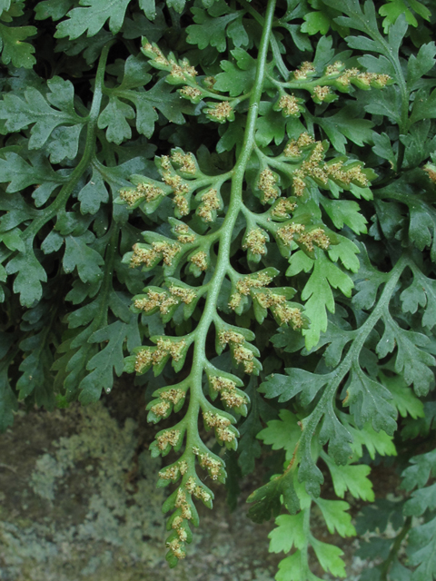 Asplenium montanum (Mountain spleenwort) #58212