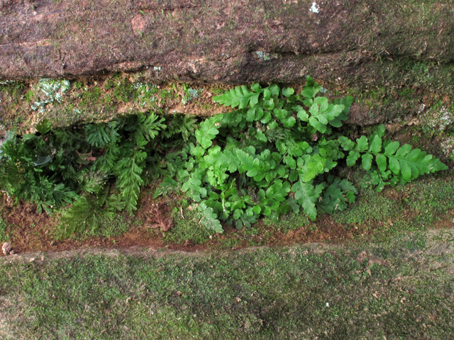 Trichomanes boschianum (Appalachian bristle fern) #58216