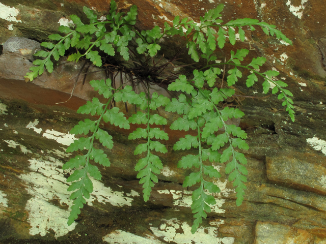 Asplenium wherryi (Wherry's spleenwort) #58235