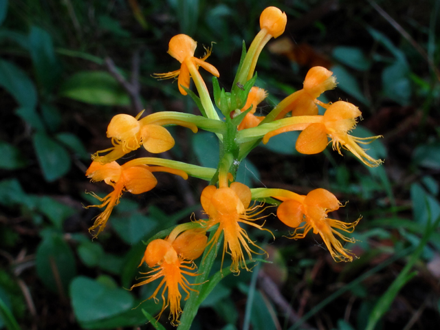 Platanthera cristata (Crested yellow orchid) #58287