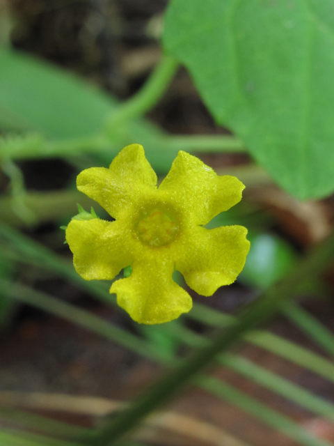 Melothria pendula (Guadeloupe cucumber) #58291