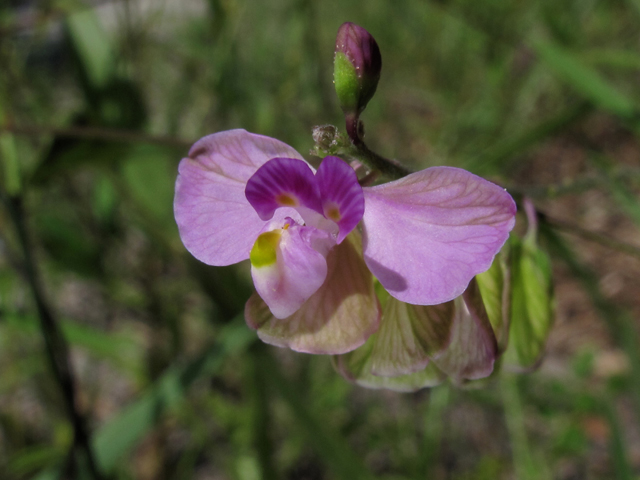 Polygala grandiflora (Showy milkwort) #58292