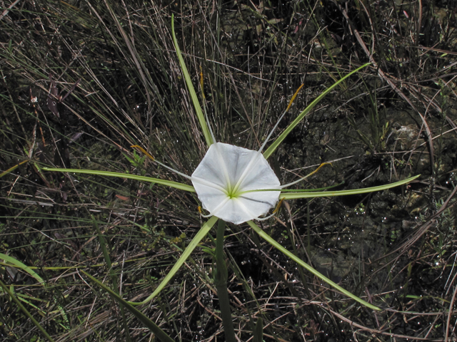 Hymenocallis palmeri (Alligator lily) #59867