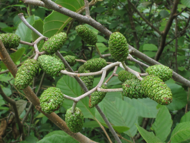 Alnus serrulata (Smooth alder) #59879