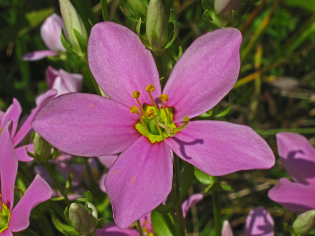 Sabatia angularis (Rosepink) #59884