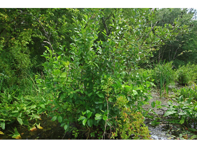 Alnus maritima (Seaside alder) #59887