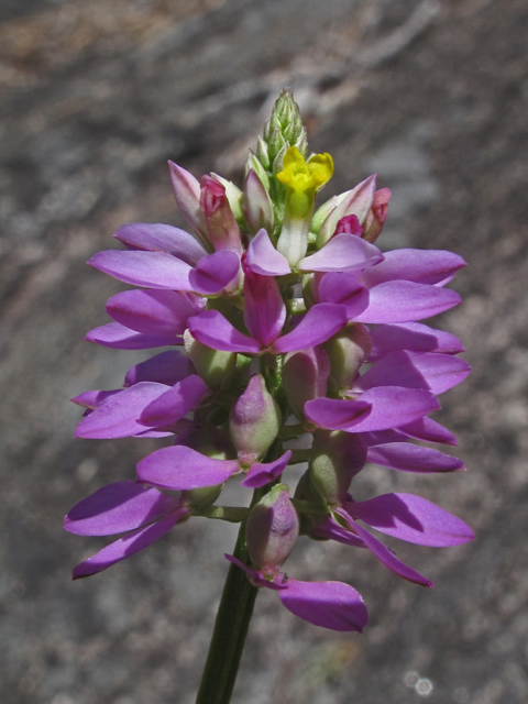 Polygala curtissii (Curtiss' milkwort) #59892