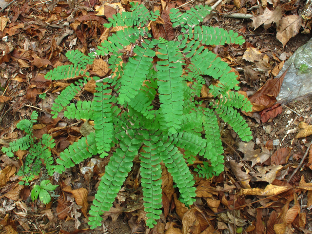 Adiantum pedatum (Northern maidenhair fern) #59893