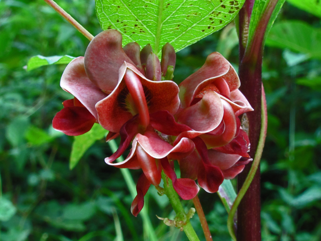 Apios americana (Groundnut) #59904