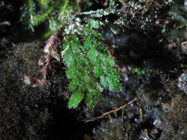 Grammitis nimbata (West indian dwarf polypody) #59943