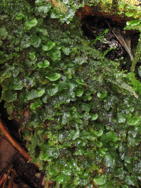 Trichomanes punctatum ssp. floridanum (Florida bristle fern) #59950