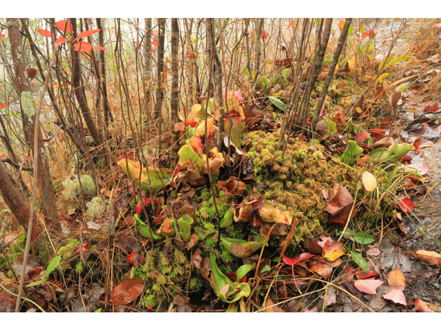 Sarracenia purpurea var. montana (Southern appalachian purple pitcherplant) #59968