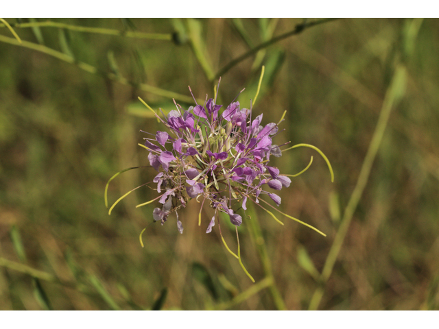 Warea cuneifolia (Carolina pinelandcress) #59971