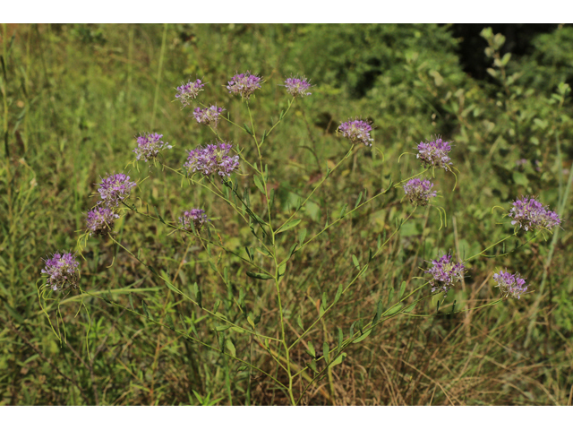 Warea cuneifolia (Carolina pinelandcress) #60000