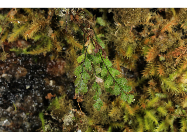 Grammitis nimbata (West indian dwarf polypody) #60049