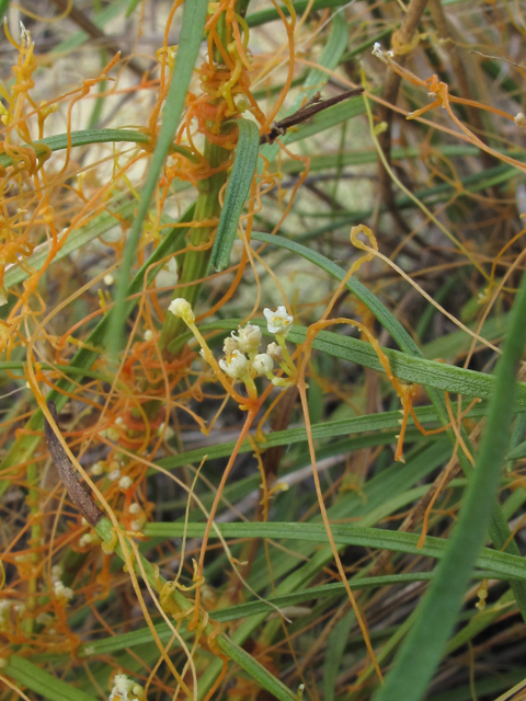 Cuscuta harperi (Harper's dodder) #60357