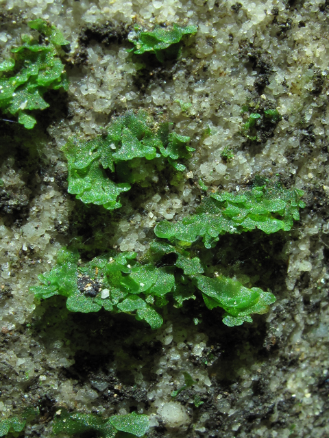 Vittaria appalachiana (Appalachian shoestring fern) #60358