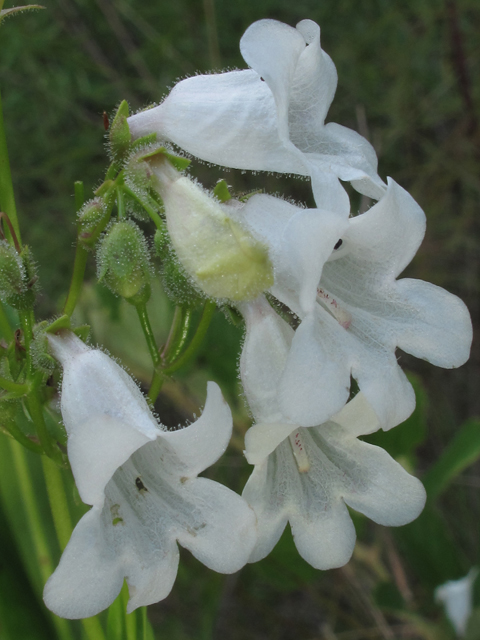 Penstemon multiflorus (Many-flower penstemon) #60381