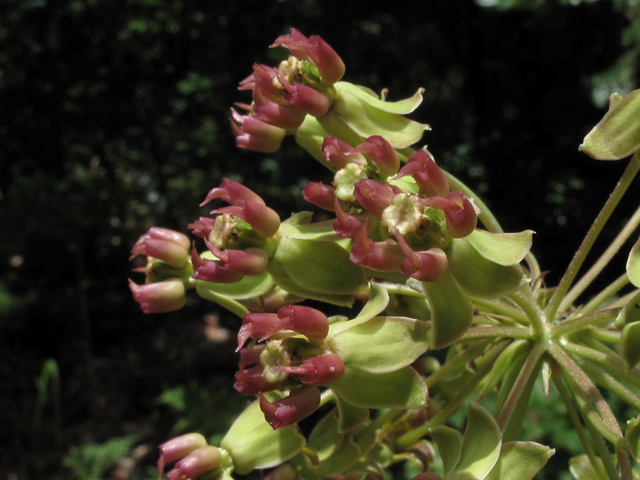 Asclepias amplexicaulis (Clasping milkweed) #60425