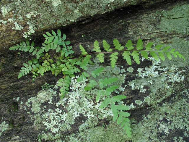 Asplenium bradleyi (Bradley's spleenwort) #60436