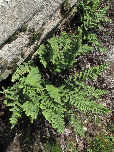 Cheilanthes tomentosa (Woolly lipfern) #60440