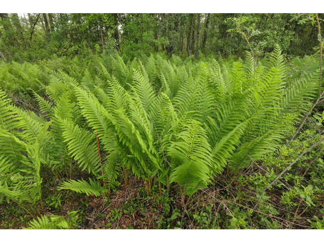 Osmunda cinnamomea var. cinnamomea (Cinnamon fern) #60662