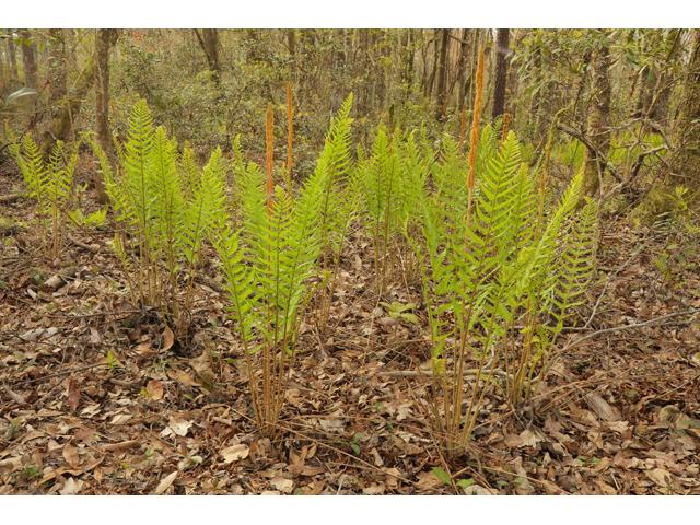 Osmunda cinnamomea var. cinnamomea (Cinnamon fern) #60673