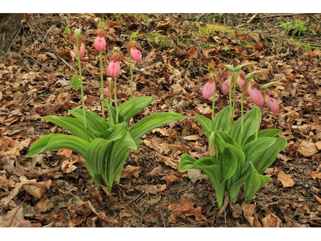 Cypripedium acaule (Moccasin flower) #60711