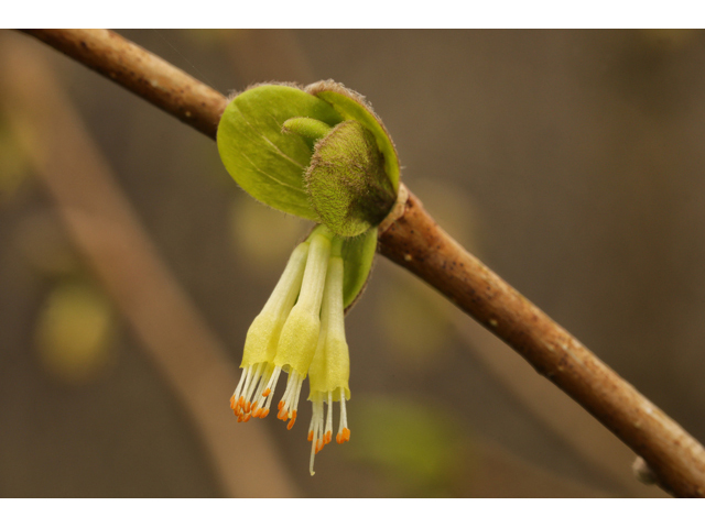 Dirca palustris (Eastern leatherwood) #60724