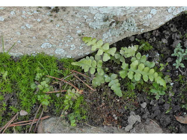 Asplenium gravesii (Graves spleenwort) #60746