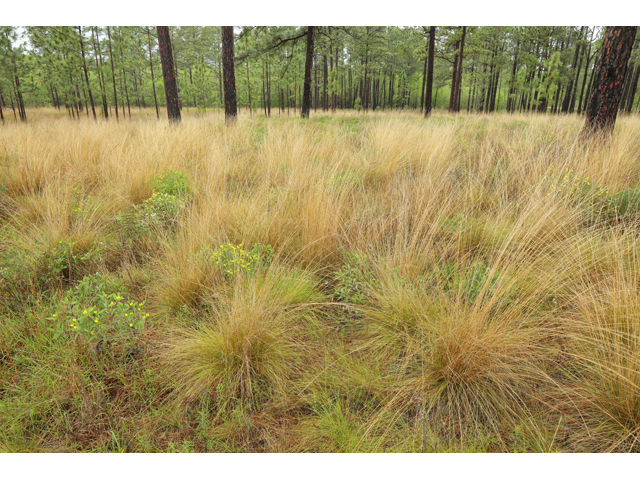 Aristida stricta (Pineland threeawn) #60792