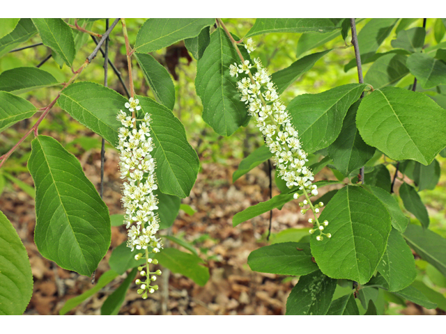 Prunus alabamensis (Alabama black cherry) #60799