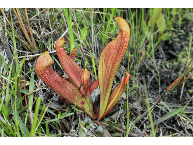 Sarracenia gilpinii (Gilpin's pitcherplant) #60811