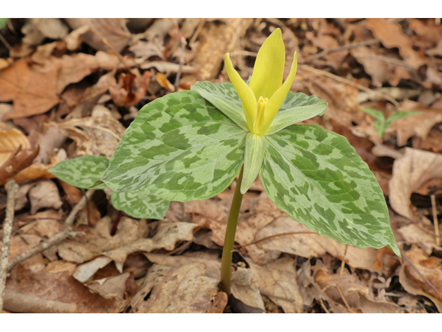 Trillium luteum (Yellow wakerobin) #60815