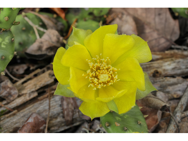 Opuntia humifusa (Low prickly pear) #60826