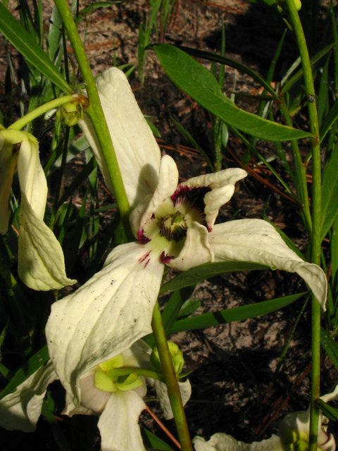 Asimina angustifolia (Slimleaf pawpaw) #61237