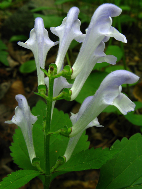 Scutellaria serrata (Showy skullcap) #61347