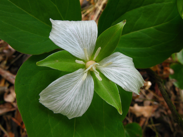 Trillium undulatum (Painted trillium) #61364