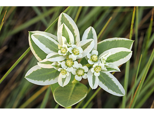 Euphorbia marginata (Snow on the mountain) #63925